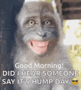 Humpday Good Morning It'S Wednesday GIF - Humpday Good Morning It'S Wednesday Good Morning Wednesday GIFs