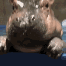 Fiona Hippo GIF - Fiona Hippo Cute Animals GIFs