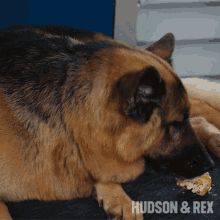 eating rex diesel vom burgimwald hudson and rex snack time