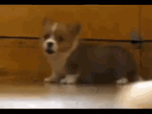 Omg I Want This.❤️😍 GIF - Dogs Cute Small GIFs