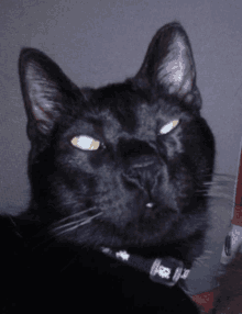a close up of a black cat 's face with a collar that says ' rr ' on it