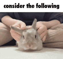 Consider The Following Rabbit GIF - Consider The Following Rabbit Bunny GIFs
