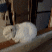 Big Whit Cat Chantilly GIF - Big Whit Cat Chantilly Chat GIFs