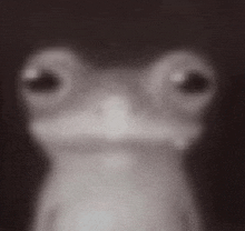 a close up of a frog 's face with big eyes .
