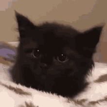 Cat Scary GIF - Cat Scary GIFs