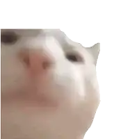 a close up of a cat 's face with a white background .