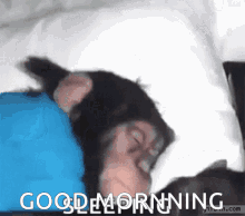 Chimp Sleepy GIF - Chimp Sleepy Good Morning GIFs