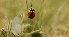 insect grass ladybug climb