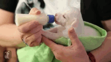 Bottle Feeding 14 Day Old Puppies GIF - Cute Puppy Dogs GIFs