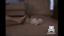 Kitten Jumps Because Of Man'S Smelly Feet GIF - Kitten Kitty Cat GIFs