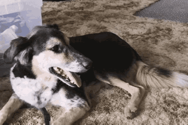 Happy Happy Dog GIF - Happy Happy Dog Dog - Discover & Share GIFs