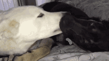 Puppy Love Dogs GIF - Puppy Love Dogs Kiss GIFs