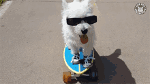 Cool Animals Skater Dog GIF - Cool Animals Skater Dog Cruisin GIFs