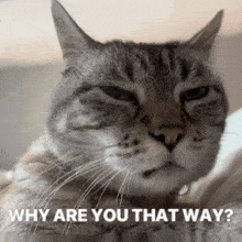 a cat with its eyes closed and the words " why are you that way " above it