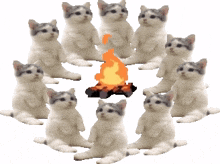 kitty cult fire kitty cire billybigtoe102