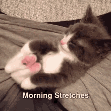 Stretch Kitten GIF - Stretch Kitten Morning Stretches GIFs