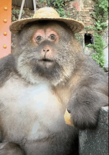 a monkey wearing a straw hat and holding a piece of food