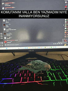 a parrot is sitting on a keyboard in front of an asus computer monitor