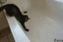 I Want Out! GIF - Cat Cute Kitty GIFs