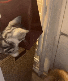 Paldo Palddoab GIF - Paldo Palddoab Cat GIFs