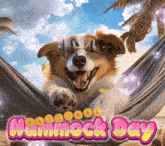 a dog wearing sunglasses is laying in a hammock with hammock day written on it