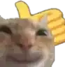 a close up of a cat with a yellow thumbs up sign on its head .