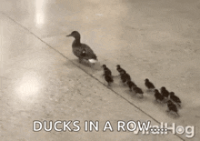 ducks momma duck single file line orderly