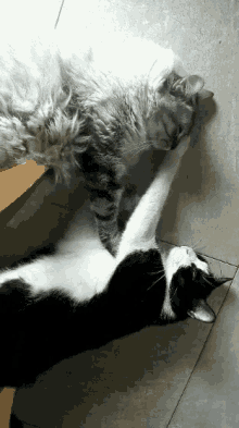 Cats Massage GIF - Cats Massage Thunder Cats GIFs