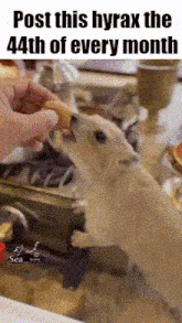 a person is feeding a dog a piece of food and the caption reads post this hyrax the 44th of every month .