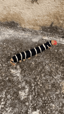 Caterpillar Roadblock GIF