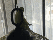 a green parrot perched on top of a cage