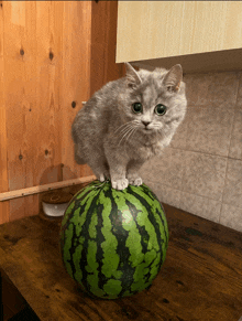a cat sitting on top of a watermelon on a wooden table
