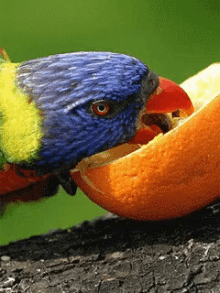 bird eating an orange