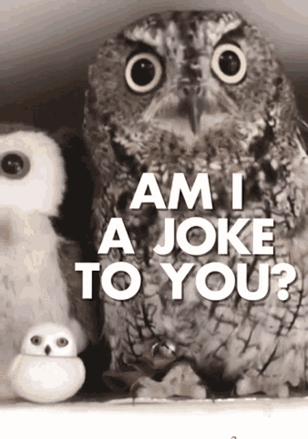 Am i a joke to you. Am i a joke to you оригинал. Am i joke to you Мем. I am an Owl.