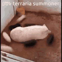 Terraria Pigs GIF - Terraria Pigs Fat GIFs