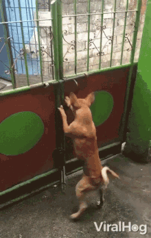 Opening The Gate Escaping GIF