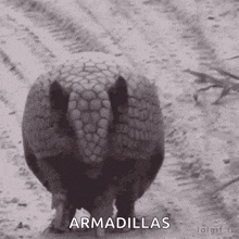 an armadillo is walking on a dirt road .