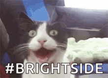 Cat Bright Side GIF