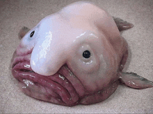 a fish that looks like a person with a large nose