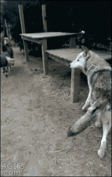 Wolf Fetch Wolf GIF