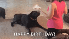 Cute Dog GIF - Cute Dog Birthday GIFs