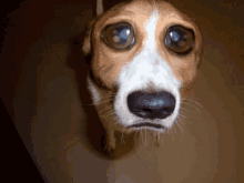 無辜 大眼睛 狗狗 GIF - Innocent Big Eyes Puppy GIFs