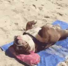 Fim De Férias Tamo Só Aproveitando, Cachorro, Praia, Deitado, Curtindo GIF - Vacations Dog Beach GIFs