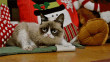 Grumpy Cat GIF - Grumpy Cat Grumpy Cat GIFs