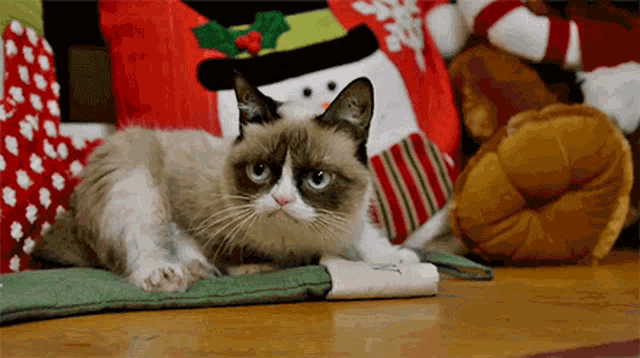 Grumpy Cat Say What GIF - GrumpyCat SayWhat Trendizisst - Discover & Share  GIFs