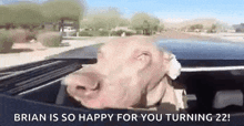 a dog is sitting in the back seat of a car with its head out the window .