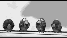 Black And White Birds GIF - Black And White Birds Laughing GIFs
