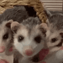 Possum Baby Possum GIF - Possum Baby Possum GIFs