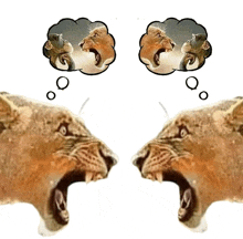 two lions are looking at each other with speech bubbles above their heads