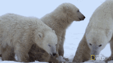 Protecting Mission Critical GIF - Protecting Mission Critical Nat Geo Wild GIFs
